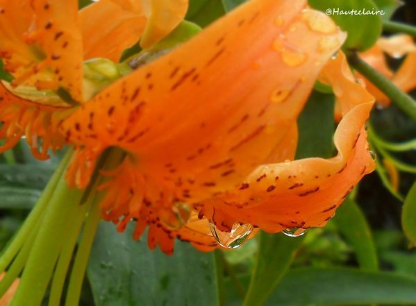 lys-pluie-3.jpg