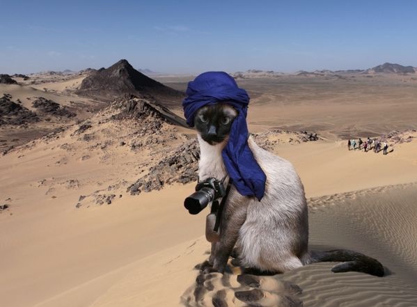 Finette-du-sahara-en-reportage.jpg