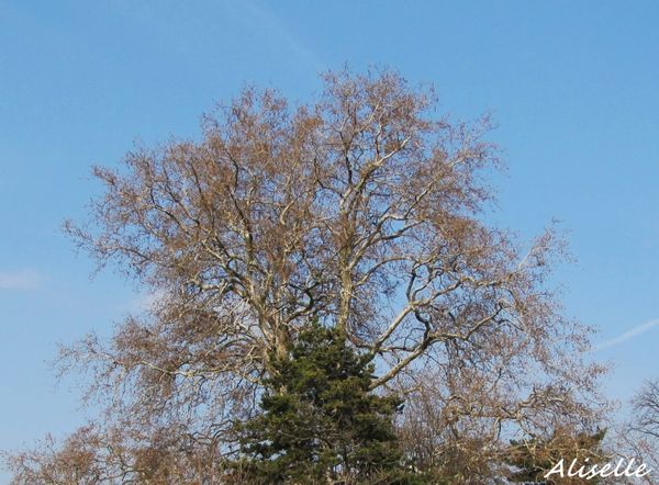 Platane---01-02-2010.jpg