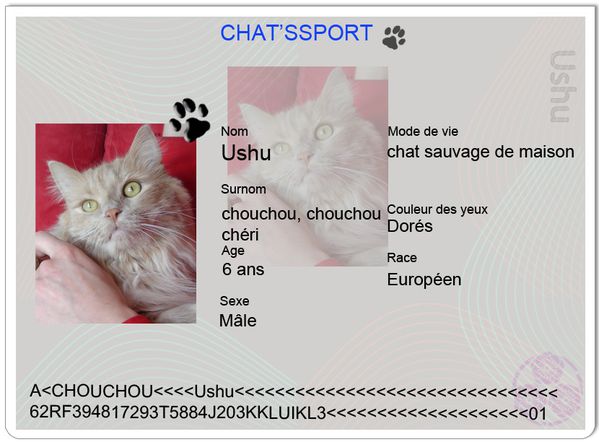 chatsport-Diabolo-copie-1.jpg
