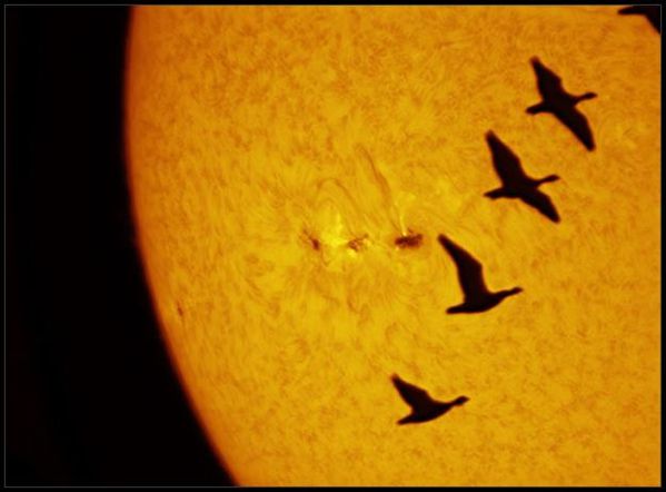 Dzmitry-Kananovich-Geese_sunspot1302_1316955693_med.jpg