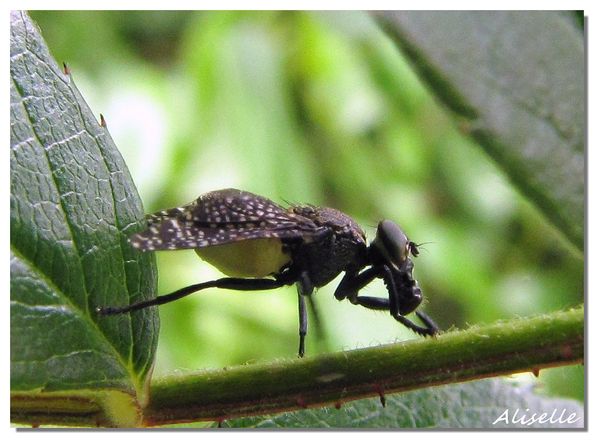 Drole-de-mouche-4.jpg