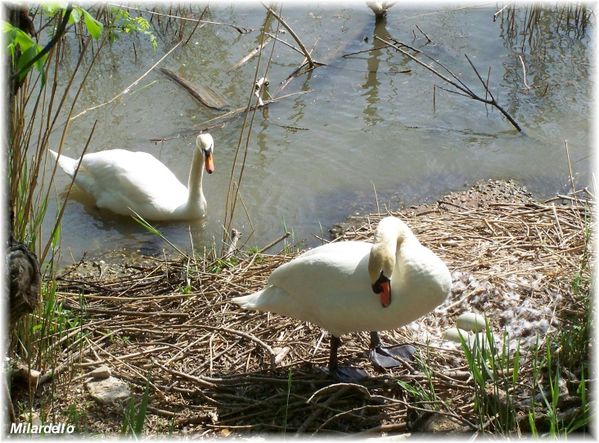 rm-pb-le-nid-du-cygne-9.jpg