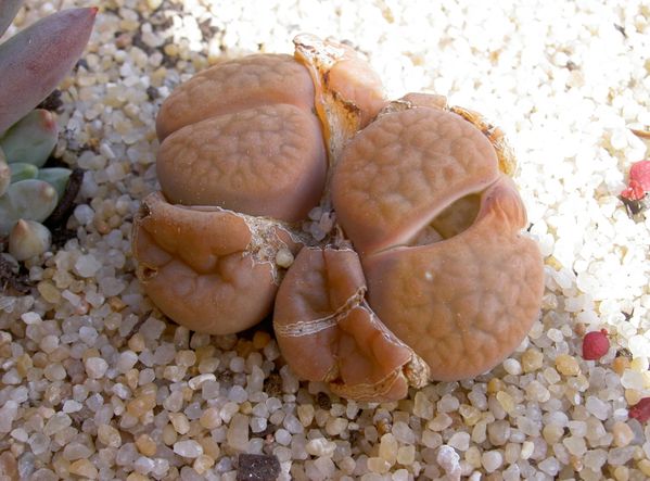 La culture des Lithops - Page 2 PICT8063