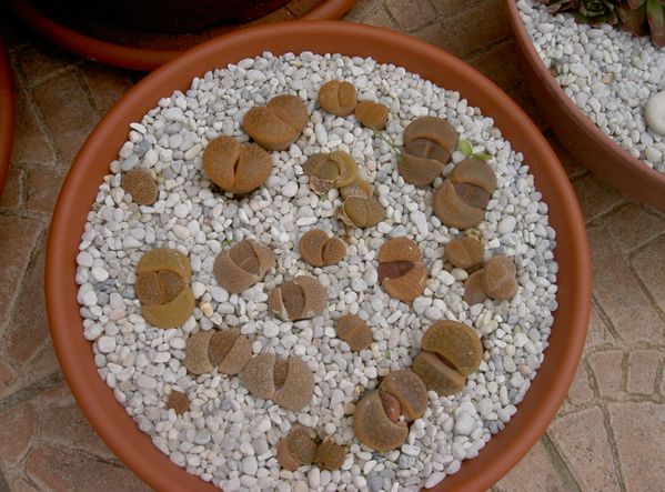 La culture des Lithops - Page 2 PICT8432