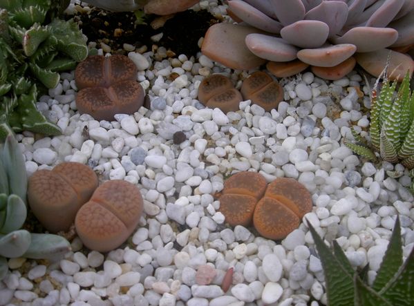 La culture des Lithops - Page 2 Octobre-2010--46-