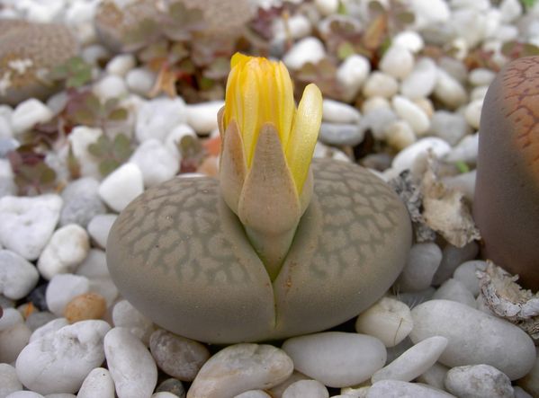 La culture des Lithops - Page 2 Octobre-2010--72-