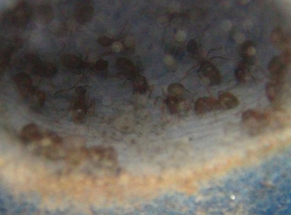 Lasius-flavus-larve-1.jpg