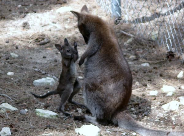 Wallaby De Bennett