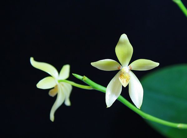 Phalaenopsis-cochlearis-2.jpg