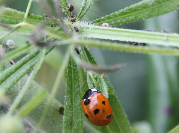 081-Coccinelle-se-dirigeant-vers-son-plateau-repas-jpg