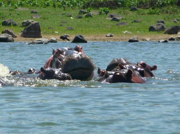Hippo piscine