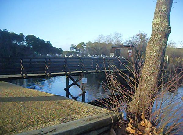 les-mouettes-sur-la-passerelle.jpg