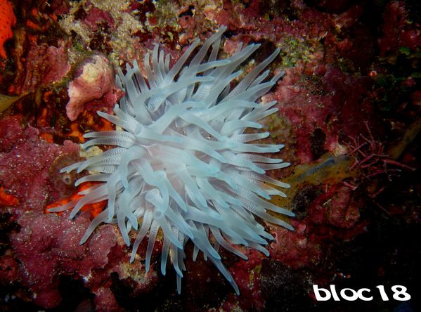 st-marcos-anemone-geante-blanchie.jpg