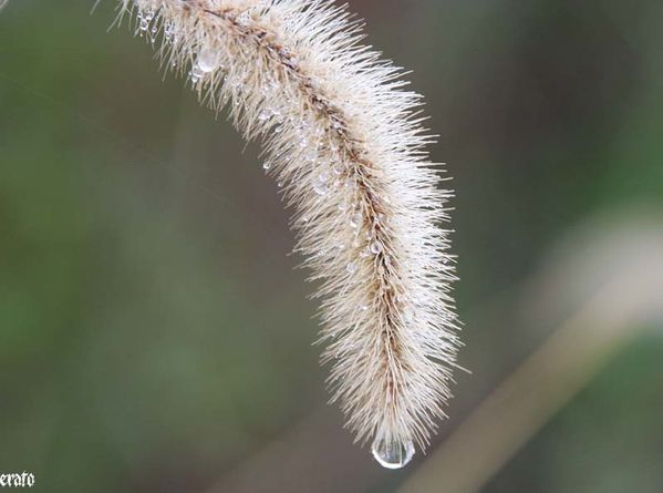 pluie--mante-religieuse-022.jpg