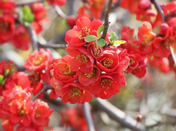 25mars2012--jardin-006a.jpg