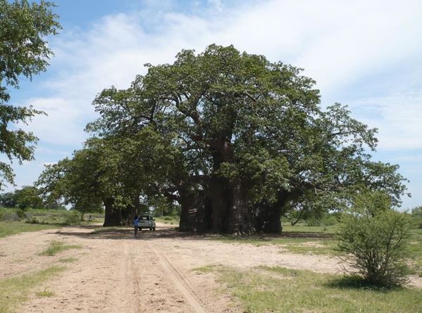 baobab xangongo