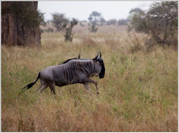 gnous de tarangire