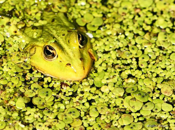 grenouille-verte.jpg