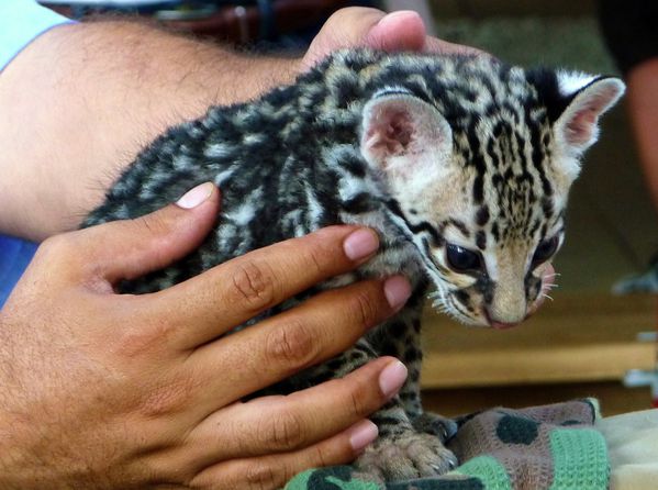 Canyon bébé jaguar (2)