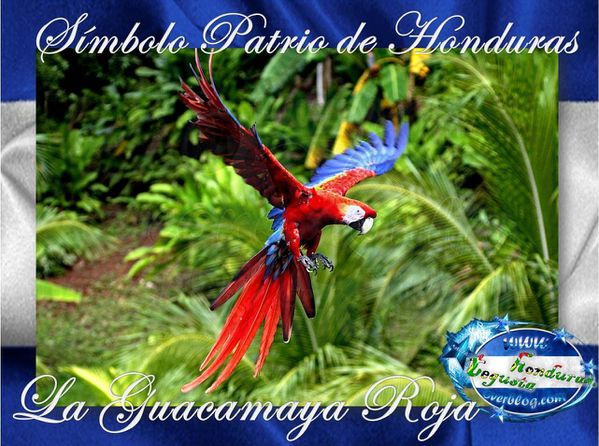 La-Guacamaya-Roja-Simbolo-Patrio-de-Honduras-Cone-copia-1.jpg