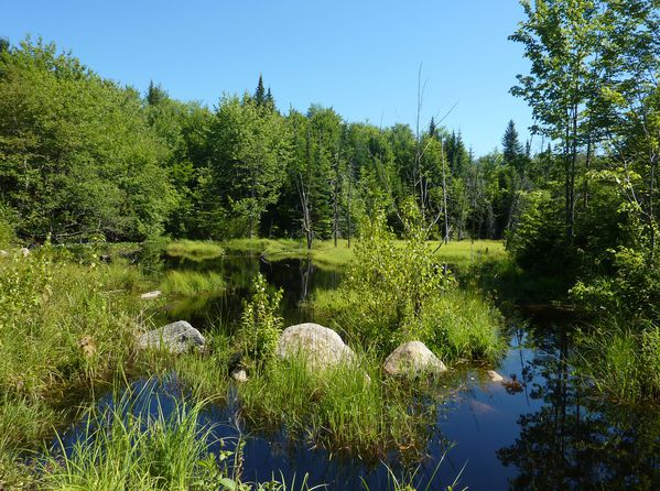 Mauricie tourbière 2