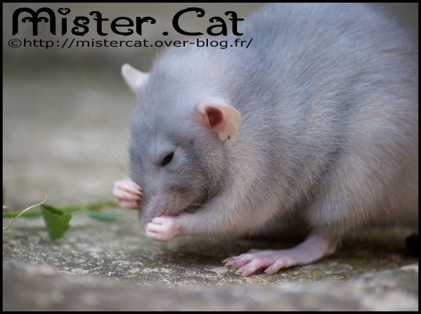 la-vie-des-rats-chez-mister-cat-photofarfouille-13