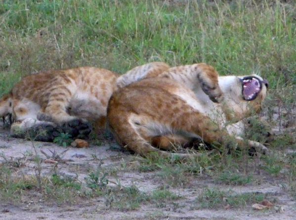 bébé lion se marre