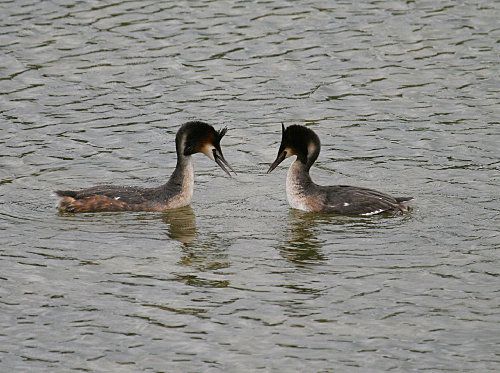 grebes_parade.jpg