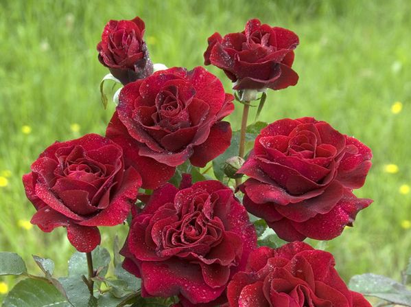 Les-Fleurs-rouges.jpg