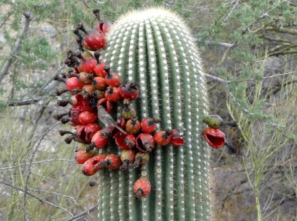 Tucson Saguaro NP 11 cactus oiseau