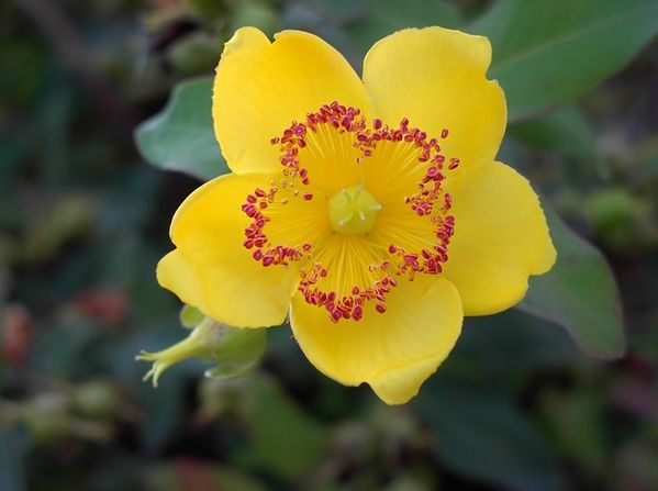 Les-fleurs-jaunes_carrousel_gallery_xl.jpg