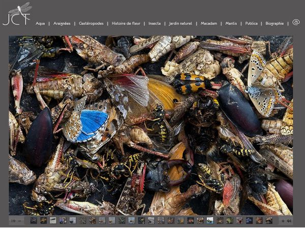 Jean-Claude Tessier - Photographe - cimetière d'insectes