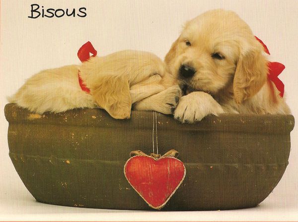 carte postale chiens