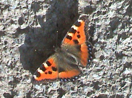 papillon, Petite tortue