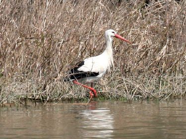 cigogne2