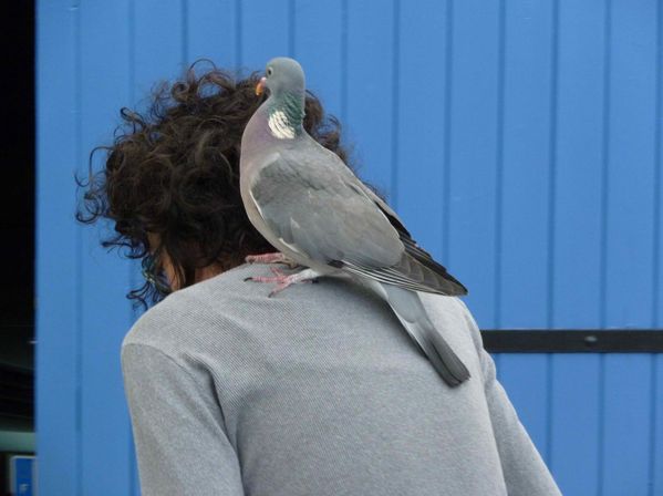 016-Adeline-et-le-pigeon-jpg