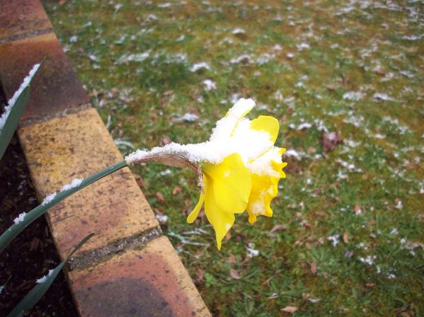111-Le-printemps-en-hiver-jpg