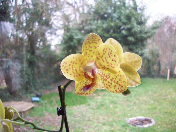 089 Orchidée.