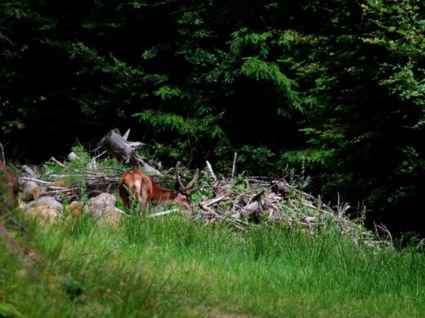 Cerf Donon 01