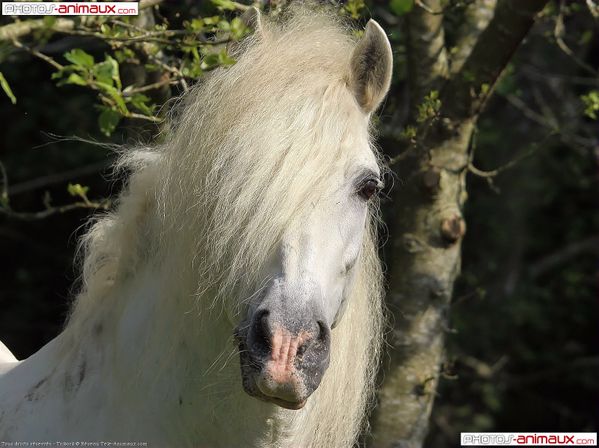 Chevaux-beaute-3.jpg