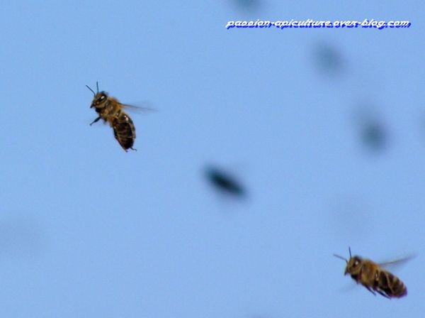 Le vol des abeilles (3)