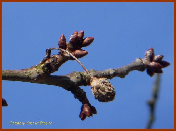 bourgeons-cerisier-01.03.jpg