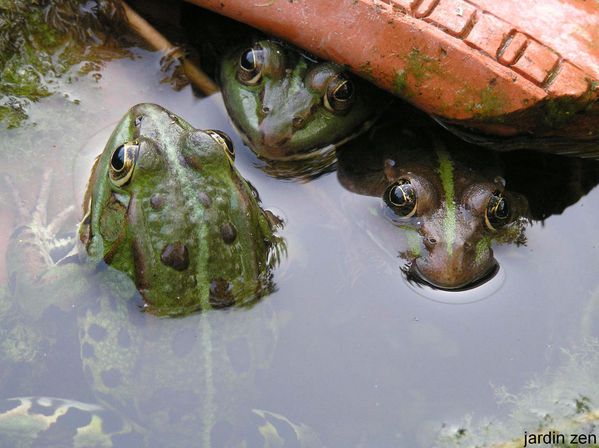 grenouilles en conciliabule