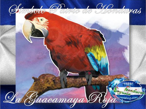 La-Guacamaya-Roja-Simbolo-Patrio-de-Honduras-Cone-copia-3.jpg