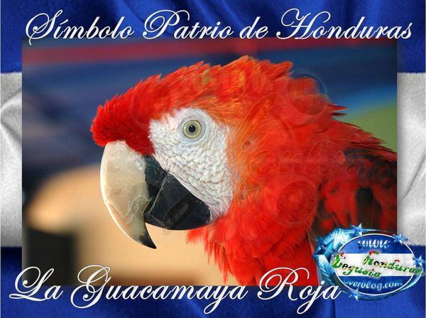 La-Guacamaya-Roja-Simbolo-Patrio-de-Honduras-Conexion-HN--.jpg