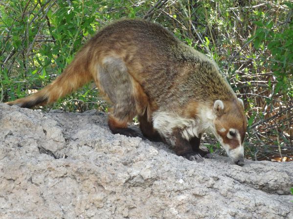 Sonora Desert Museum Coatis