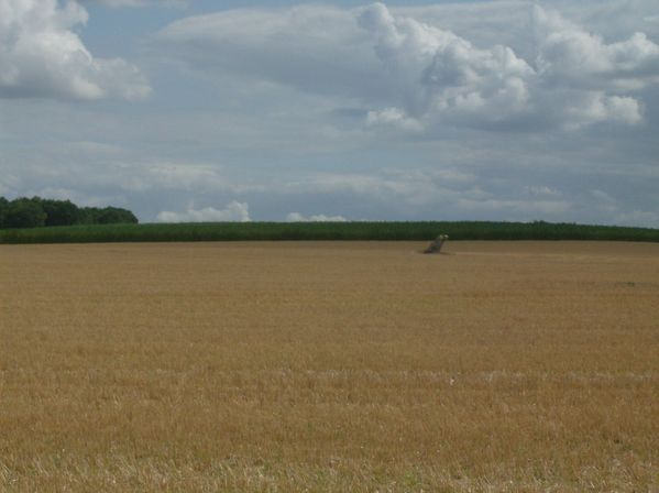 menhir-de-la-pierre-au-coq.jpg