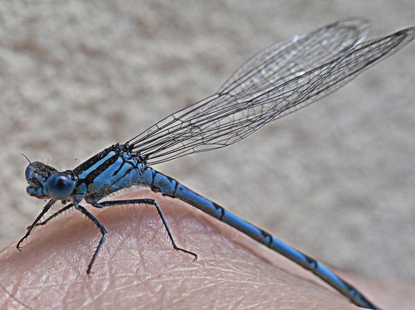 libellule bleue - Aeshnea cyanea-005