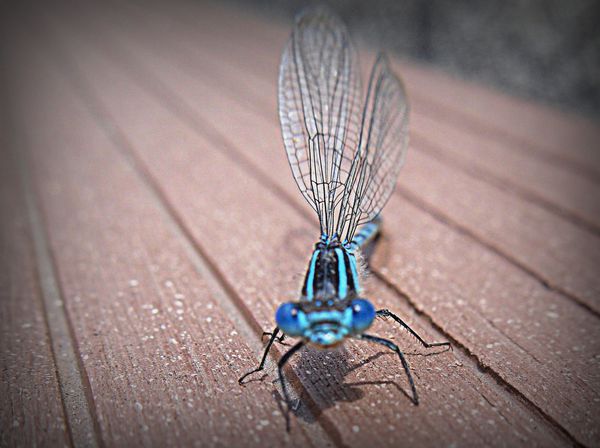 libellule bleue - Aeshnea cyanea-009